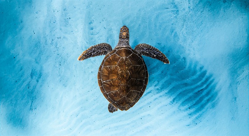 Ocean Film Festival 2026